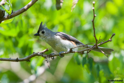 Tufted Titmouse, NC