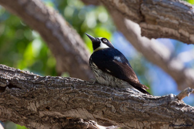 Acorn Woodpecker, Az
