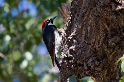 Acorn Woodpecker, Az