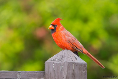 Northern Cardinal, NJ