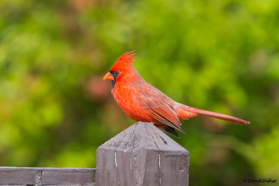 Northern Cardinal, NJ