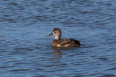 Ring-necked Duck, NJ