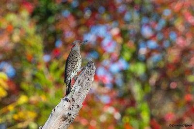 Northern Flicker (Yellow-shafted), NJ