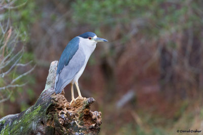 Black-crowned Night-Heron, Va