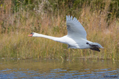 Mute Swan, NJ 