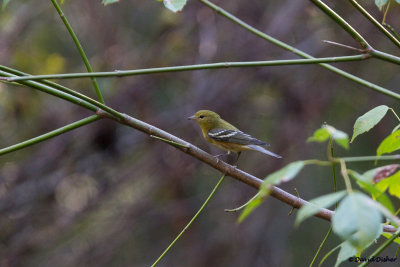 Bay-breasted Warbler, NC