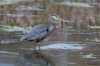 Great-blue Heron, NC