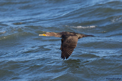 Double-crested Cormorant, NC.