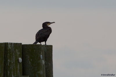 Great Cormorant, NC