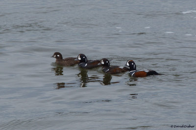 Harlequin Duck, NC