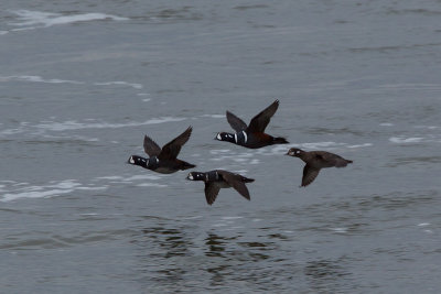 Harlequin Duck, NC