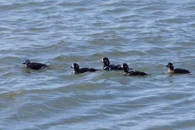 Harlequin and Long-tailed Ducks, NC