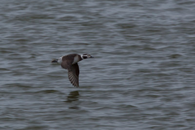 Long-tailed Duck, NC