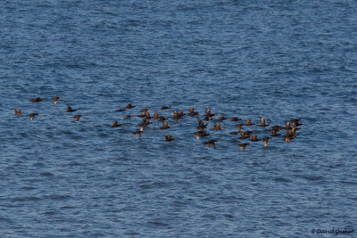 Black and Surf Scoters, NC