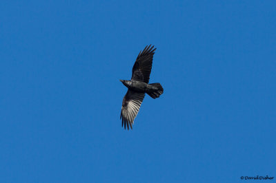 Northern Raven, NC