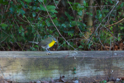 Yellow-breasted Chat, Manteo, NC (January 21!)