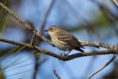 Yellow-rumped Warbler, NC