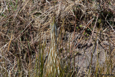 American Bittern, NC