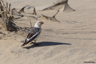 Snow Bunting, NC