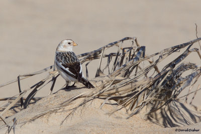 Snow Bunting, NC