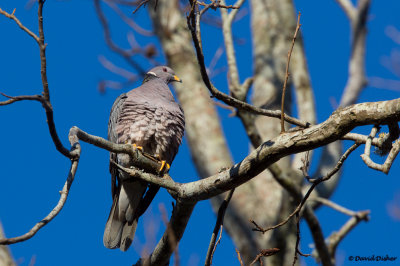 Band-tailed Pigeon, NC