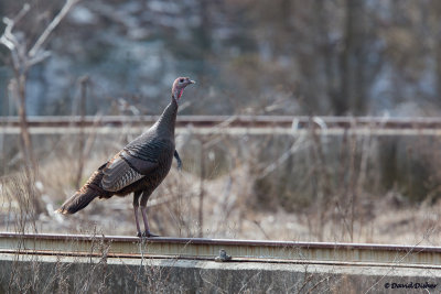 Wild Turkey, NC