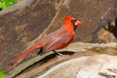 Northern Cardinal, NC
