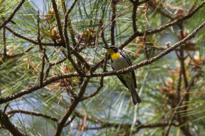 Yellow-throated Warbler, Va