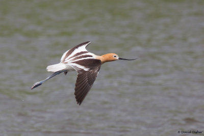 Shorebirds; Plovers, Sandpipers, Snipe, Stilts, Avocets, and Jacana