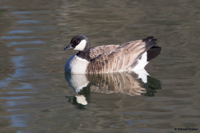 Cackling Goose, NC