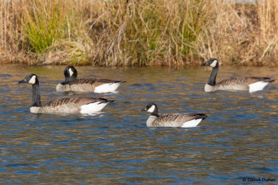 Cackling Goose, NC