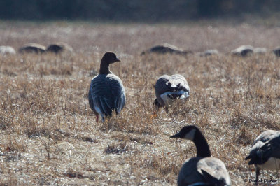 Pink-footed Goose, NJ