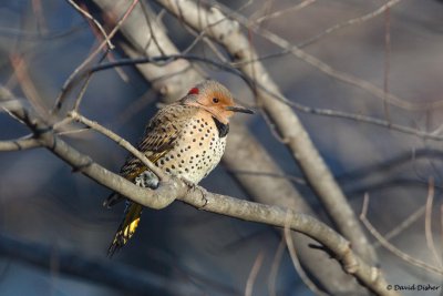 Northern Flicker (Yellow-shafted), NC