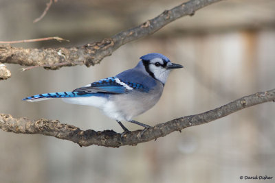 Blue Jay, NC