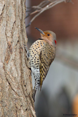 Northern Flicker (Yellow-shafted), NC