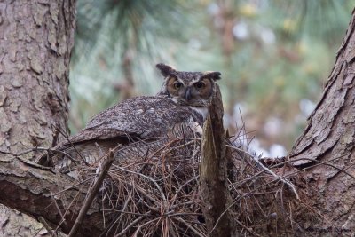 Great Horned Owl, NC