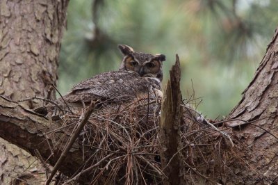 Great Horned Owl, NC
