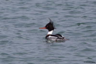 Red-breasted Merganser, NC