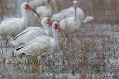 White Ibis, NC