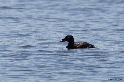 White-winged Scoter, NC