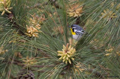 Yellow-throated Warbler, NC