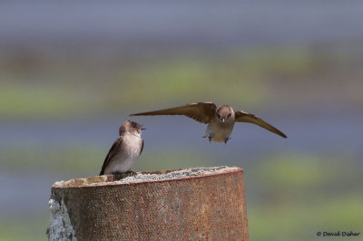 Northern Rough-winged Swallows, AE Wastewater Plant, NC