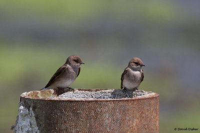 Northern Rough-winged Swallows, AE Wastewater Plant, NC