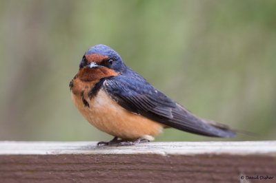 Barn Swallow, Oh