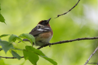 Bay-breasted Warbler, Oh