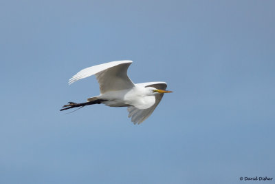 Great Egret, Oh