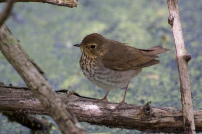 Swainson's Thrush, Oh