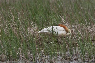 Trumpeter Swan, Oh