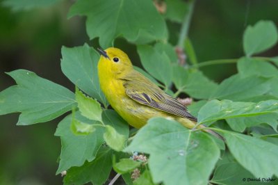 Yellow Warbler, Oh