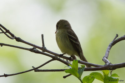Yellow-bellied Flycatcher, Oh